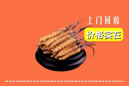 宁德市福安回收冬虫夏草